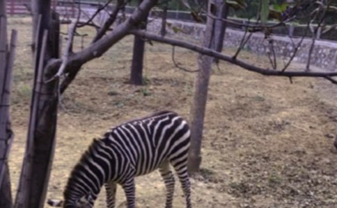 �Y׌���R������(�R��10ƪ)