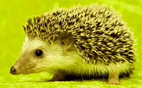 刺猬日記小學(xué)作文500字