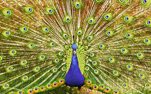 關(guān)于金孔雀余旭的故事