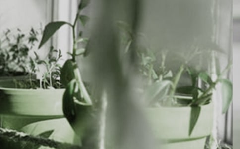 盆栽的啟示的作文400字