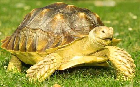 �^�������ӛ