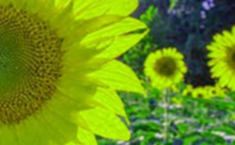 觀察向日葵作文集合15篇