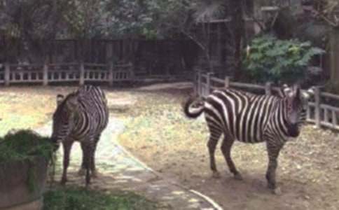 斑馬湖的春天作文