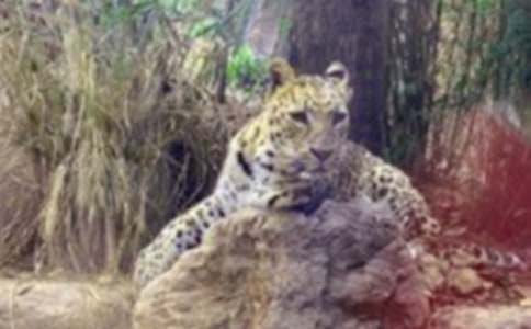 【精華】豹子作文500字三篇