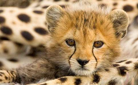 豹子小學(xué)作文