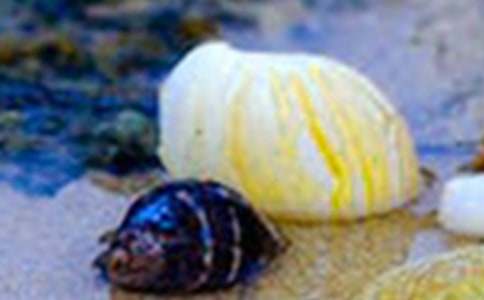 ؐ�������ۡ�ӛ������