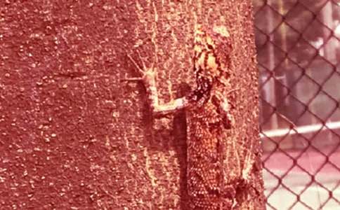 壁虎斷尾作文500字