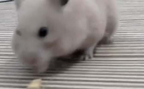 描寫倉鼠的作文(通用25篇)