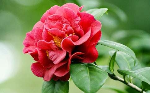 茶花作文300字(通用110篇)