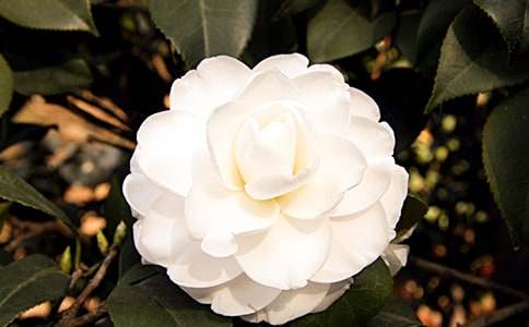 �軨��˼��������