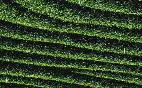 采茶葉作文400字