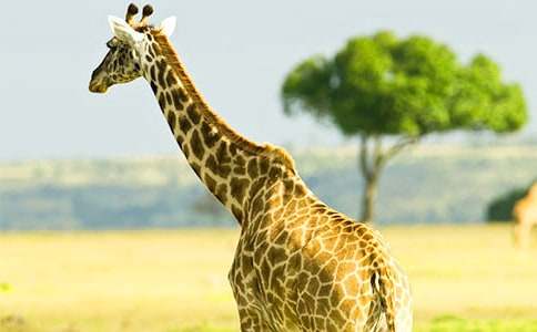 �L(zh��ng)�i¹���D��Ԓ���ģ����x50ƪ��