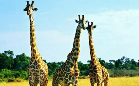 �L(zh��ng)�i¹Ո(q��ng)��ͯԒ����