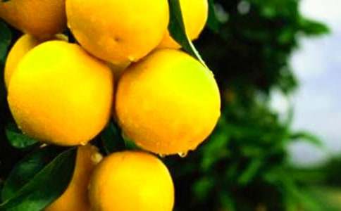 橙子哥哥的“智慧錦囊”作文1000字-哥哥