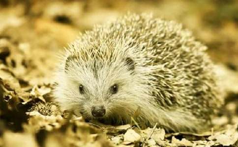 小刺猬賣糖葫蘆童話作文2篇