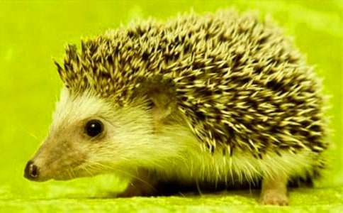 С��⬰���ӿ��D�f(shu��)Ԓ���ģ�ͨ��10ƪ��