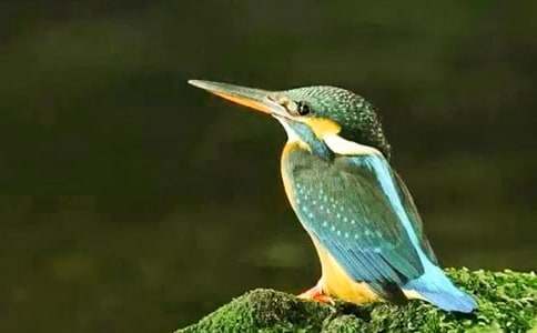 �����B(ni��o)���̌W(xu��)�O(sh��)Ӌ(j��)