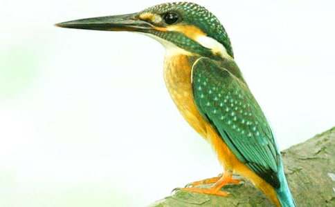 ���_(k��i)�n�����B(ni��o)���̌W(xu��)�O(sh��)Ӌ(j��)��ͨ��11ƪ��