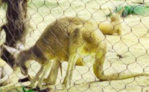 小袋鼠智救小白兔作文