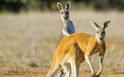 �� ��Ĵ�������