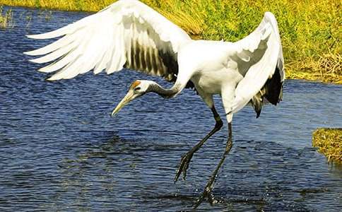 丹頂鶴作文600字(精選14篇)