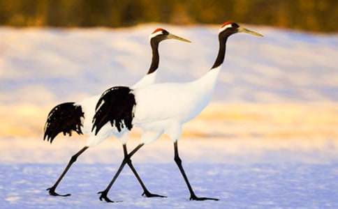 美麗的丹頂鶴作文