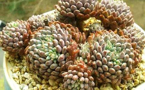 神奇的多肉作文