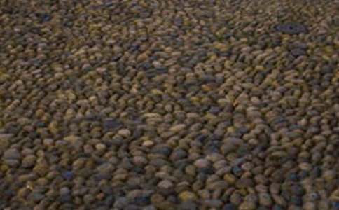 一枚鵝卵石作文700字(通用15篇)