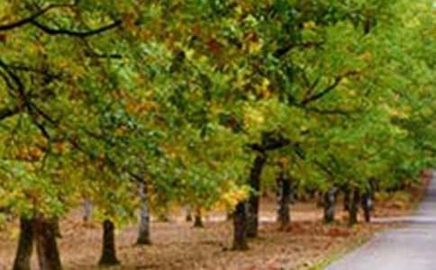 初一的最美的風(fēng)景高分的作文600字(通用22篇)