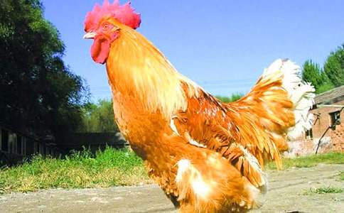 公雞和竹雞兒童寓言故事