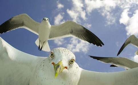 ���P(gu��n)���t�ă�(y��u)�����ģ����x17ƪ��