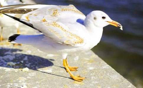 海鷗和老鼠寓言故事