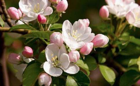 海棠花作文(精選102篇)