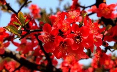 觀察海棠花作文3篇