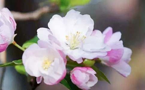 關(guān)于海棠花的作文600字(精選25篇)