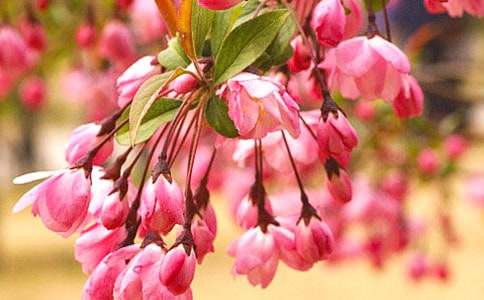 海棠花600字作文_小學(xué)生作文