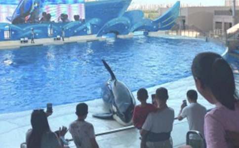 小梅沙海洋公園作文