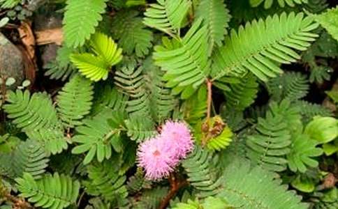 觀察含羞草作文600字