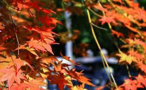 �茑��ɽ�t�~������