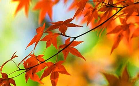 紅葉鋪滿的小路1500字作文