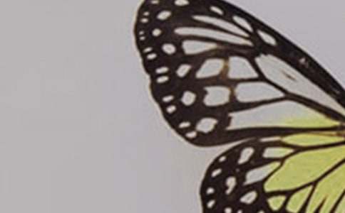 我是一只蝴蝶的初中作文