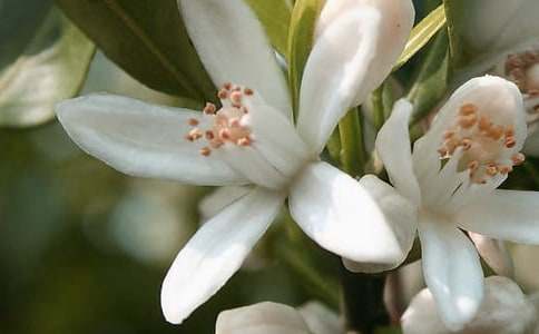 開在記憶深處的花朵初中一年級(jí)作文(通用18篇)