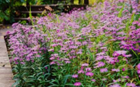 美麗的花園600字作文