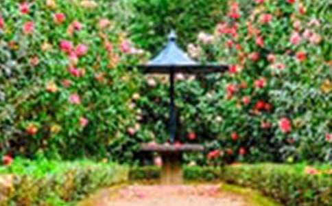 陽臺上的花園作文500字