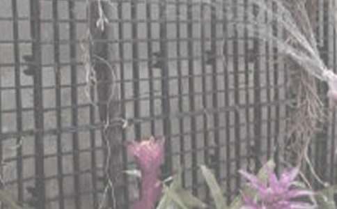 作文我會(huì)澆花