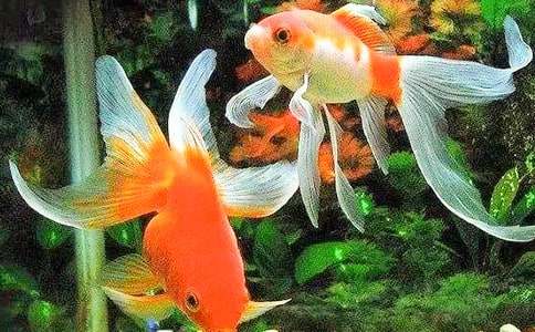 觀察金魚的作文(15篇)