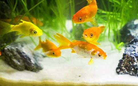 ���P(gu��n)���~�^������8ƪ