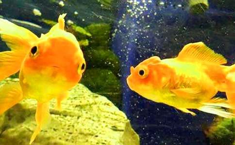 �P�ڽ��~�^��������ƪ