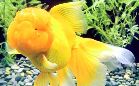 ���؂䡿���~(y��)�^�����İ�ƪ