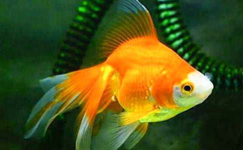 �P���茑С���~��100�����ģ����x29ƪ��